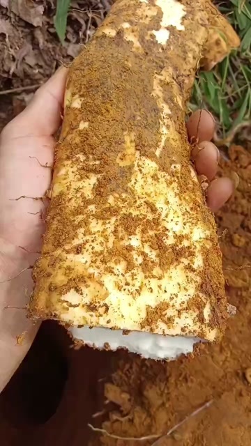 野生风铃铁棍山药