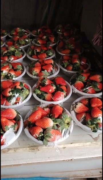 甜宝草莓马上大量上市,需要的可以联系了