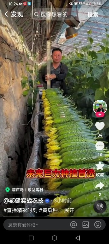 绥中县绥中旱黄瓜产地