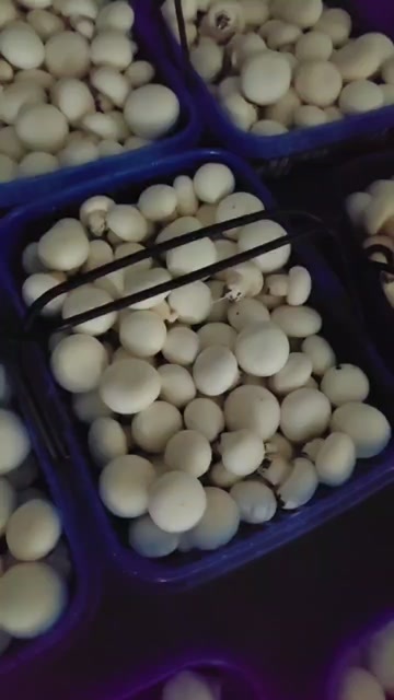 颍上县双孢菇切根