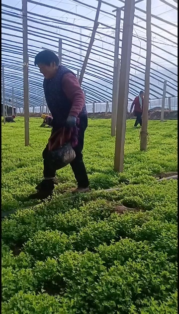 惠民县优质法国皇后芹菜苗西芹