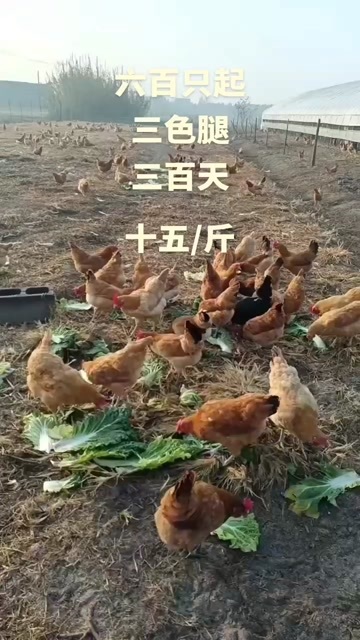 南京三色腿土母鸡三百天均重3斤半黄油