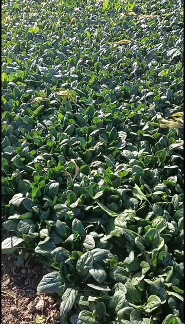 许昌墨绿菠菜叶厚，叶大，杆短