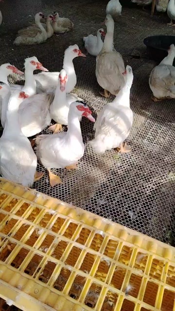 连云港番鸭