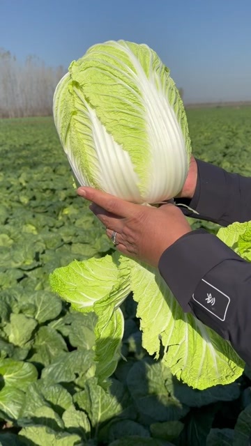天门市黄心大白菜