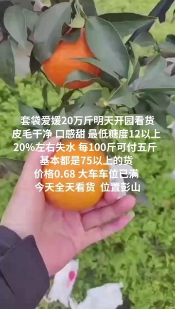 眉山套袋爱媛38号
