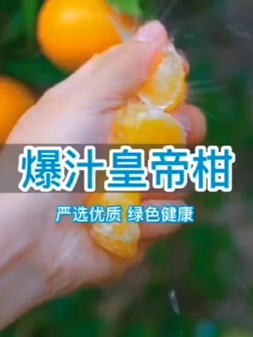 德庆县广东德庆皇帝柑当季新鲜贡柑沃橘丑桔子爱媛水果整箱5/10斤装