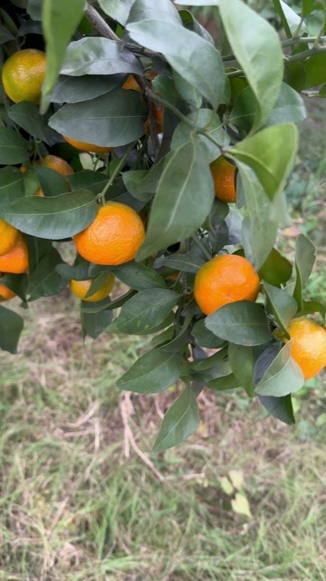 长沙沙糖桔 35到60的规格  果面干净  有想法的老板联系我