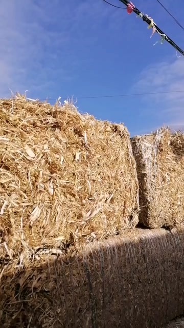 土左旗玉米秸秆揉丝草
