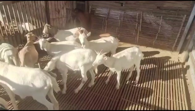 杂交羊 50-80斤 公羊