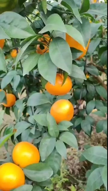 南宁武鸣沃柑