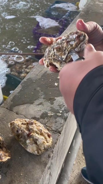 海阳市流通精生蚝 2+-5+薄壳，6+7+中厚壳，实肉8-8.5成