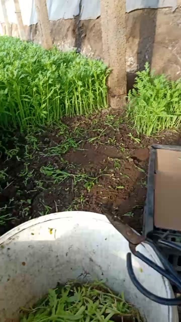 铁岭县有需要茼蒿白菜联系我