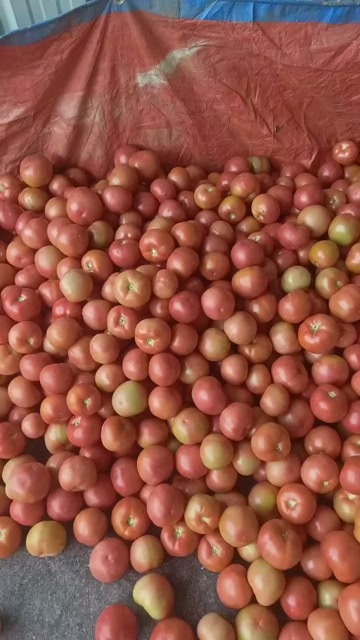 保山精品西红柿，量大质量好，价格便宜
