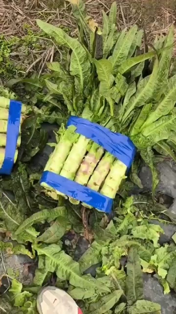 绵竹市四川德阳绵竹红叶莴笋新鲜蔬菜 绿色健康速达