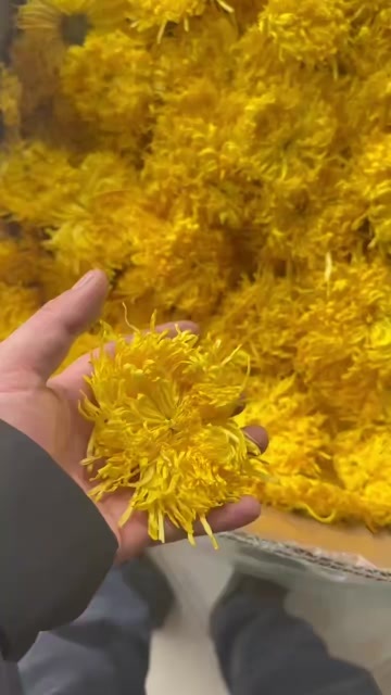 安国市菊花茶  金丝皇菊茶  陶菊茶  黄菊花