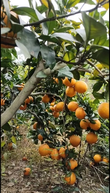 宁都县当季优质水果供应江西赣南脐橙