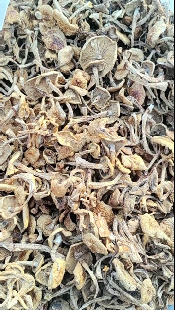 平泉市纯去滑子菇，质量好，一泡洗洗即可入菜，饭店理想之选
