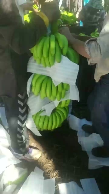 成都倒车好香蕉