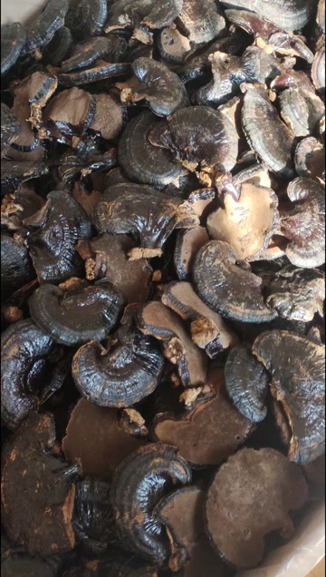 山东冠县产黑灵芝 灵芝切片 初级农产品 中药材滋补养生药材