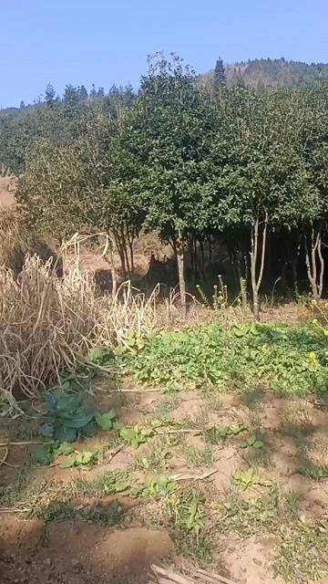 安龙县桂花树