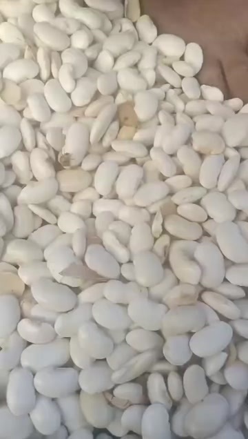 云南怒江福贡县优质芸豆生态种植现摘现发