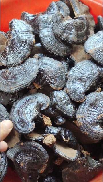 山东冠县产黑灵芝 灵芝切片 初级农产品 中药材滋补养生药材