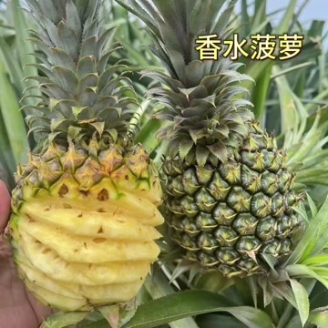 雷州市一件代发，一年四季都有货，欢迎各位来对接