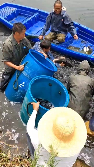 重庆市本合作社常年供应各种大小鱼苗，包成活运输。欢迎订购。