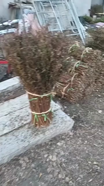 长春雪柳