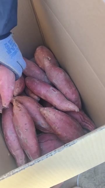 雄县烟薯25