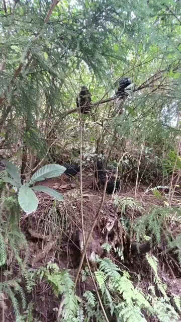 永善县散养乌鸡