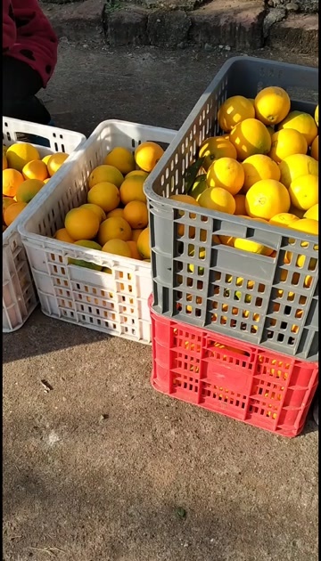 金堂脐橙