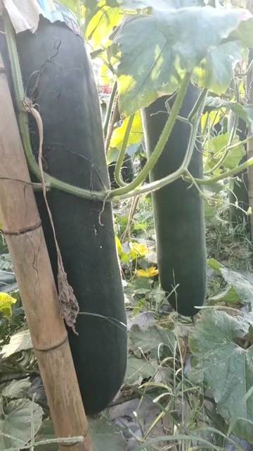 昌江县海南昌江冬瓜，需要的老板联系