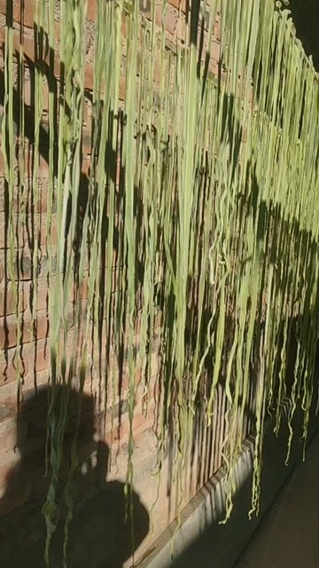 鹤庆县云南高山贡菜