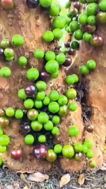 灵山县嘉宝果