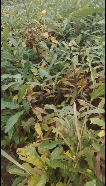 会同县麻栎苗荒山造林树麻栎小苗