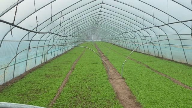 柘城县茼蒿