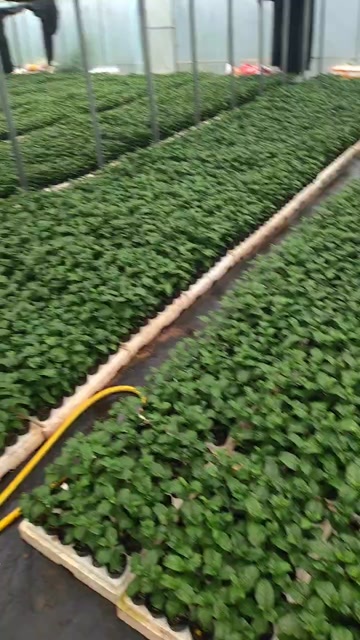 灵山县黄金百香果嫁接苗