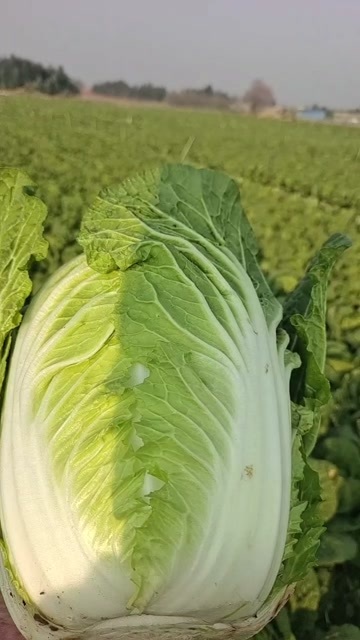 云南红河 黄心大白菜  无虫眼无烧心  三包质量 产地直发