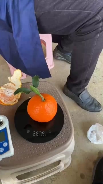 梓潼县爱媛果冻橙，水分充足，不干水。套袋果，80-95mm占比九成