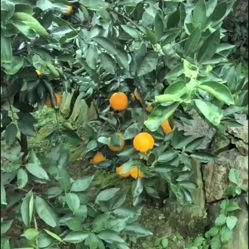 秭归县农民自己家种植的，现摘现发，不打蜡，不催熟，不洗果，