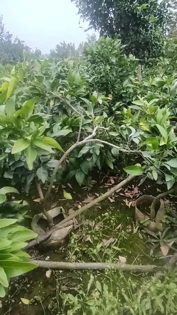 简阳市四川成都简阳优质爱媛38号柑桔苗新苗基地直供现挖现发