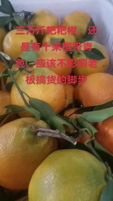 资中县粑粑柑大量上市，