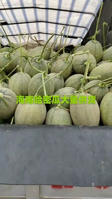 乐东县海南哈密瓜大量供货