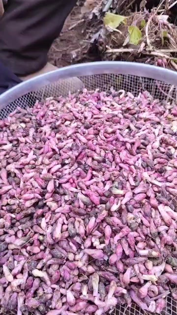 西和县款冬花
