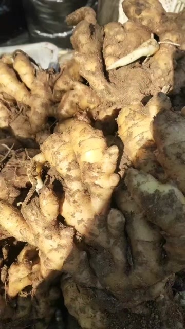 沂水县山东小黄姜产地，二黄姜，大黄姜，姜种批发