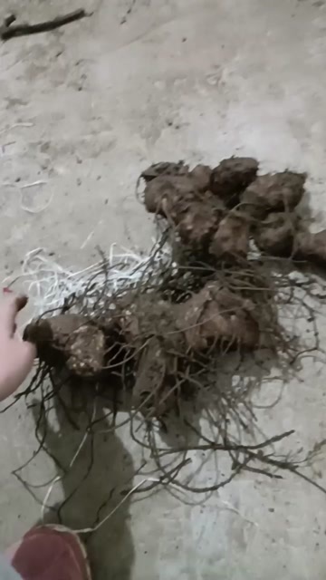 盐津县天然黄精，自己上山采挖的黄精