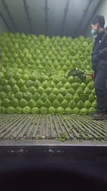 莒南县韩国青暖棚甘蓝大量上市中！