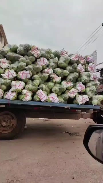嘉鱼县湖北农家自种甘蓝，6月上市甜瓜，甜玉米，南瓜，直发批发